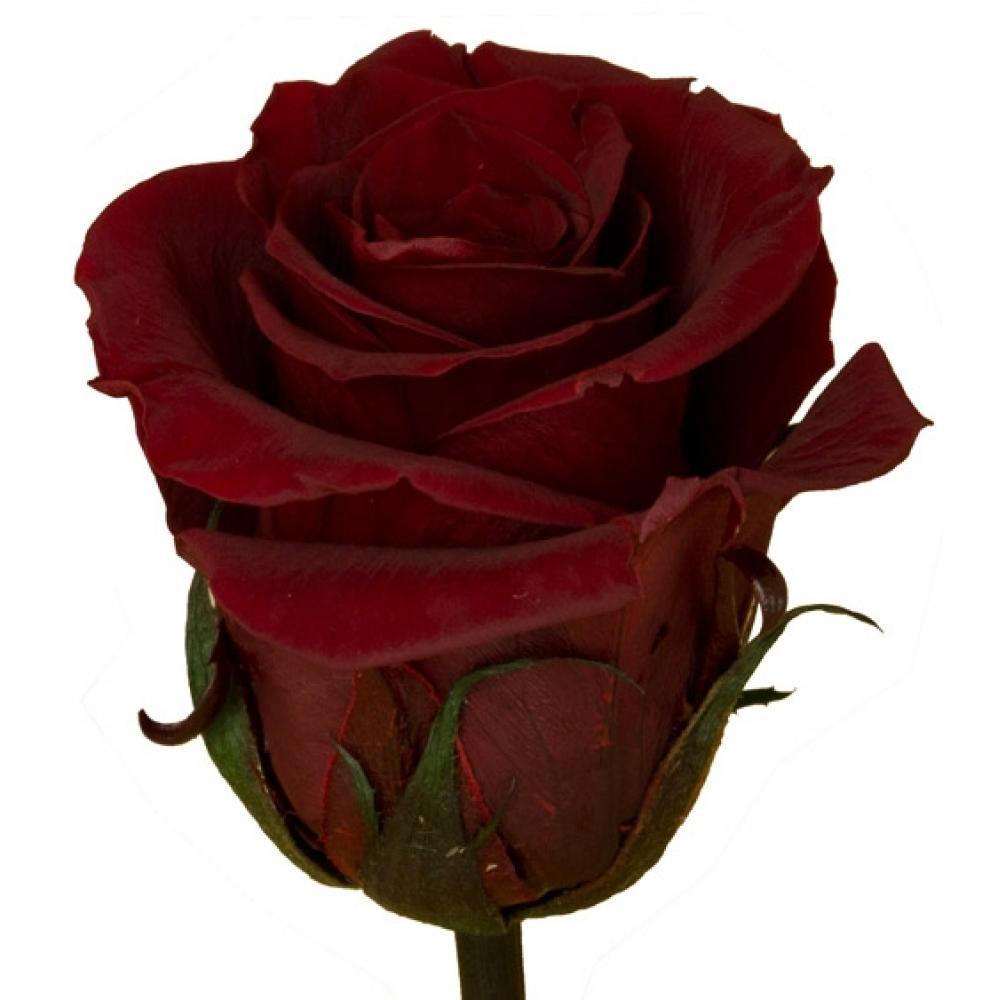 Роза Родос 60 см. от интернет-магазина «» в 