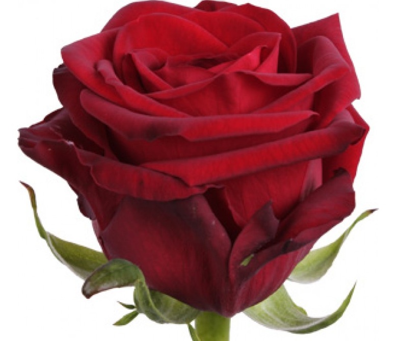 Роза Red Naomi от интернет-магазина «» в 