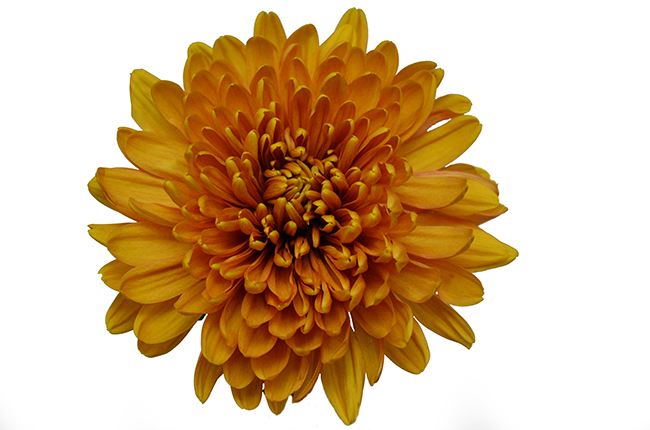 Хризантема оранжевая от интернет-магазина «» в 