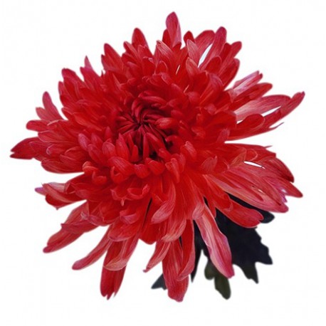 Хризантема красная от интернет-магазина «» в 