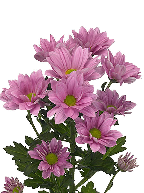 Кустовая розовая хризантема от интернет-магазина «» в 