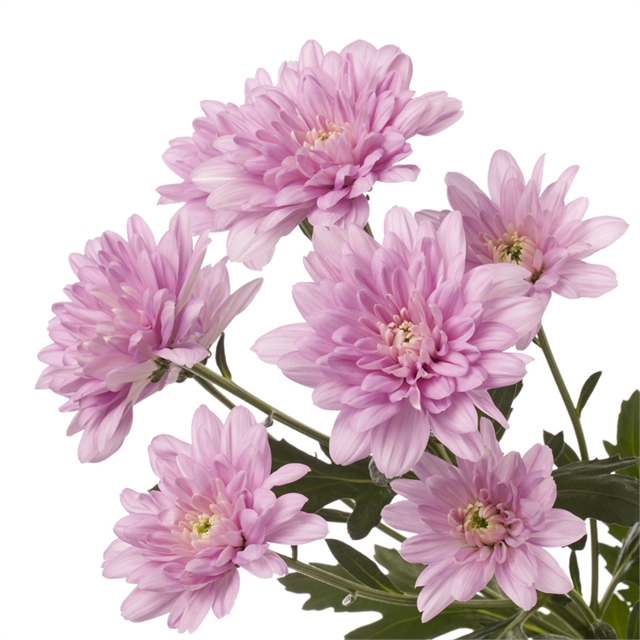 Кустовая светло-розовая хризантема от интернет-магазина «» в 