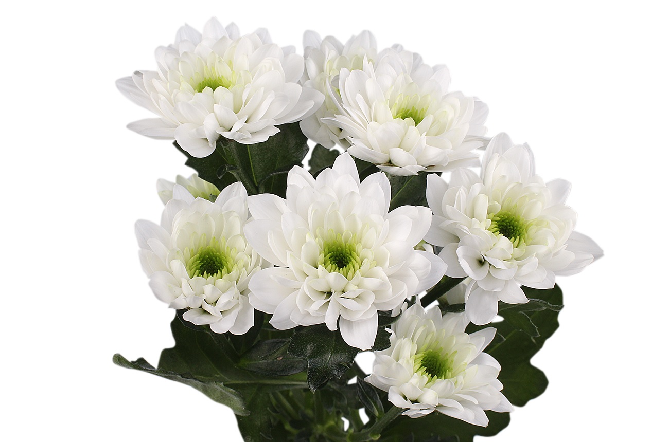 Кустовая белая хризантема от интернет-магазина «» в 
