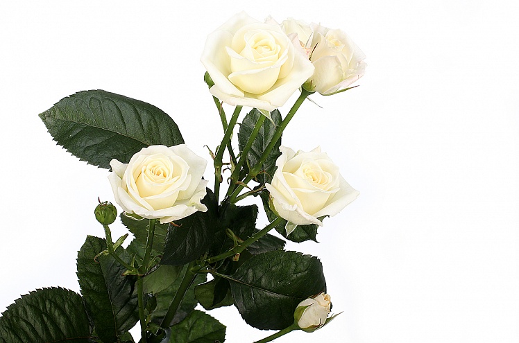 Кустовая роза Splozina от интернет-магазина «» в 