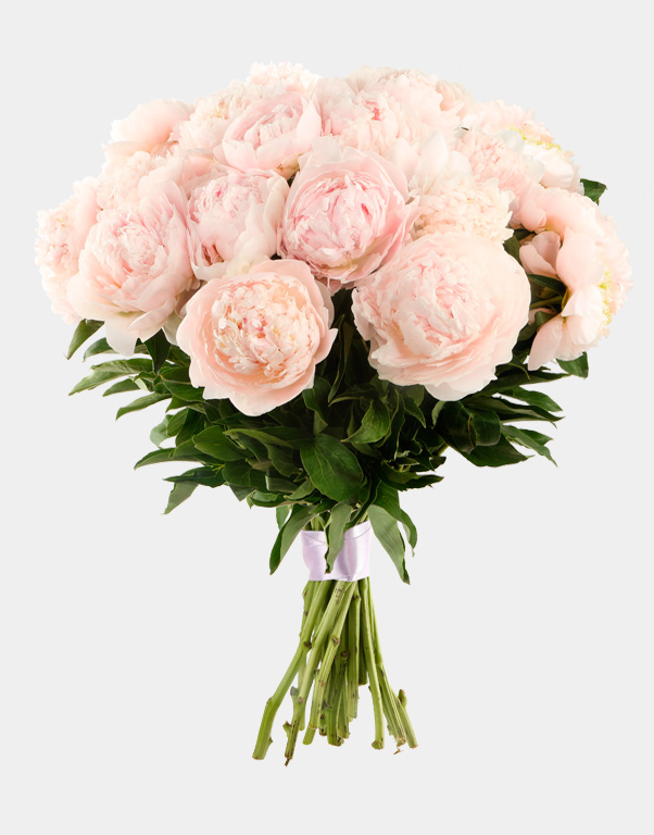 21 пион от интернет-магазина «» в 