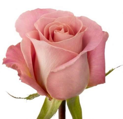 Розовая роза Hermosa от интернет-магазина «» в 