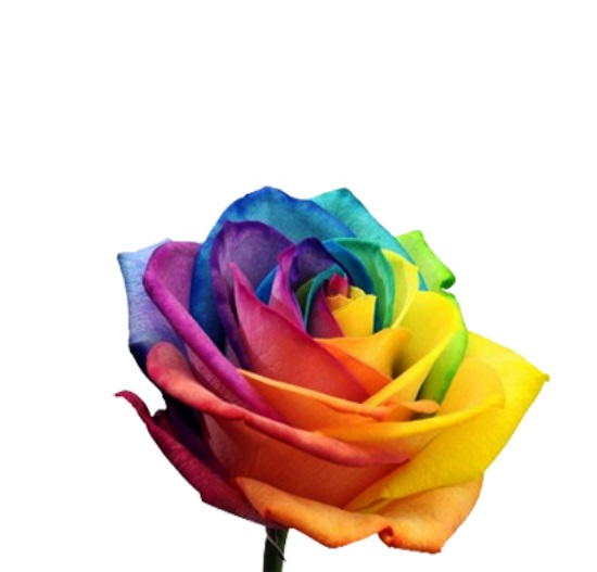 Радужная роза Rain от интернет-магазина «» в 